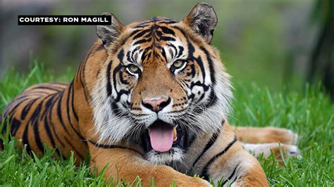 Zoo Miami announces death of Sumatran tiger ‘Berani’